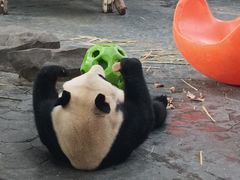 -上海野生动物园