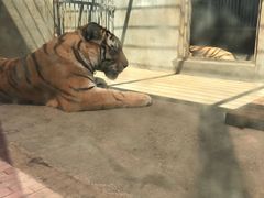 -泉州海丝野生动物世界