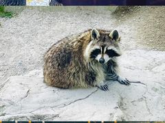 -上海野生动物园