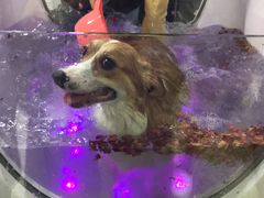 -1013 PET SHOP 宠物商店(近铁城市广场店)