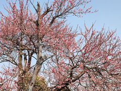 -梅花山(明孝陵内)