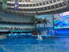 -海合安成都极地海洋公园