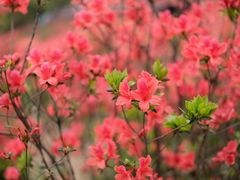 -瑞安圣井山景区