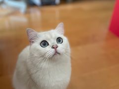 -东方名猫馆·英短金渐层布偶猫舍(环线广场1号楼店)