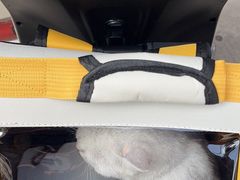 -瑞派宠物医院(搏威敦和院)