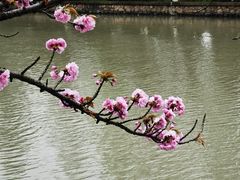 -高东镇樱花园