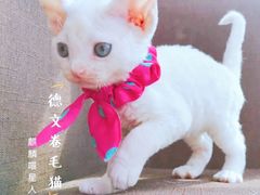 -十年猫舍·猫咪专门店(普陀店)