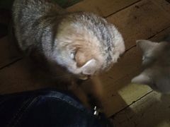 -壹六猫窝(谷德店)