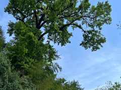-天目山大树王景区