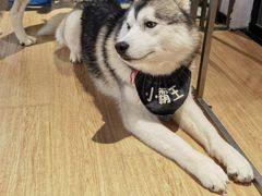 -Husky Go! 哈士奇体验馆·宠物咖啡厅狗咖