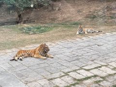 -深圳野生动物园