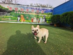 -宠物寄养训练学校