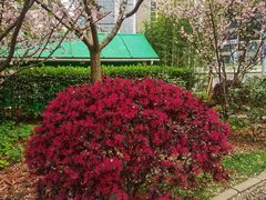 -陆家嘴中心绿地