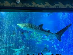 -烟台海昌鲸鲨海洋公园