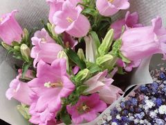 -双季花艺园艺市场(浦东店)