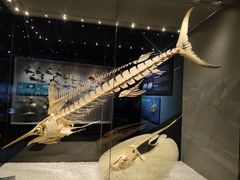 -贝林大翅鲸简餐厅(国家海洋博物馆店)