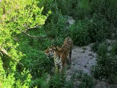-新疆天山野生动物园