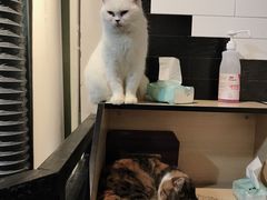 -猫房·猫吧·猫咖(龙湖时代汇店)