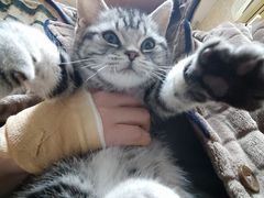 -喵zoo家庭繁育猫舍(尖东智能花园店)