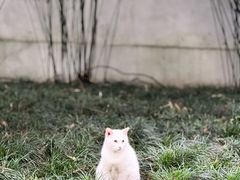 -西园寺