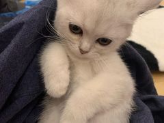 -猫咪派对(江南西店)