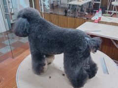 -鑫艺宠物美容培训学校