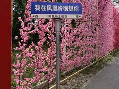-北京凤凰岭