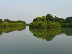 android_upload_pic-大湾区中央湿地公园