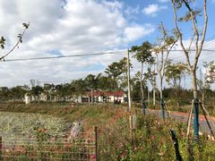 -上海长兴岛郊野公园