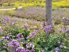 -绵阳盛世樱花悠乐谷