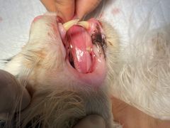 -萌兽医馆·犬猫专科·眼科中心·宠物医院(朝阳门分院)