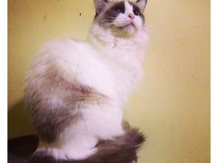 -猫色咖啡·猫咖