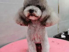 -宠福鑫康馨动物医院·骨科·眼科