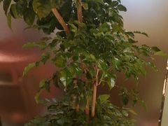 -桂满陇·蟹黄小笼汤包(中山公园店)