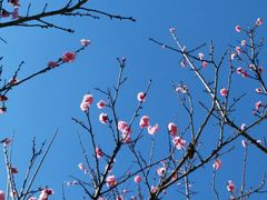 寺廟裡的花兒開了-海源寺
