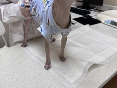 -安安宠医·臻爱宠物医院·宠保定点(营门口路分院)