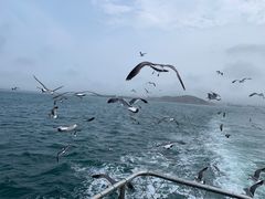 -海驴岛(荣成市)