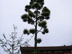 -四川大学(望江校区)