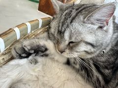 -共舞时光猫咖·狗咖(新街口店)