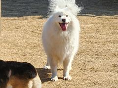 -趣玩宠物乐园寄养训犬训狗游泳池