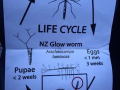 -怀托摩萤火虫洞