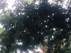 -南丹山森林王国