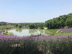 -大塘金香草谷