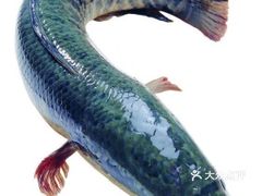 鱼类图片大全电子版 4HnAlD1y7qnPeXgEVbHjip5wjFfjwMcI1TbOUH7a4PvuvMTBvjlwVfXwQDC-N7xaJ-0BTbjj60XOL1huyULDDVEuLYk00OmSS1IdNpm8K8sG4JN9RIm2mTKcbLtc2o2vfCF2ubeXzk49OsGrXt_KYDCngOyCwZK-s3fqawWswzk.jpg