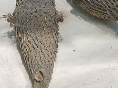 -西安曲江海洋极地公园