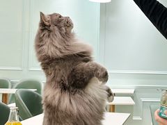 -安格丽娜·狗咖·猫咖羊驼咖(春熙路百盛商场店)