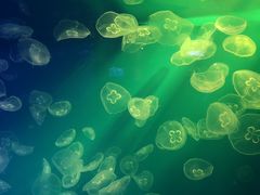 -海合安成都极地海洋公园