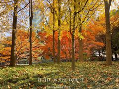 -上海共青森林公园