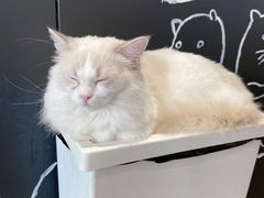 -瞄一喵猫咖(格力海岸店)