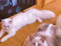 -猫にゃん · 猫的隐藏屋猫咖(麦地旗舰店)